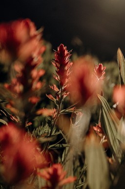 wildflowers in ouray
